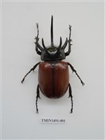 藏品(金龜科(一)外國)的圖片